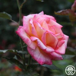 Sheila's Perfume 28 Sheila's Perfume -FloraFinesse Shop Sheila s Perfume 21