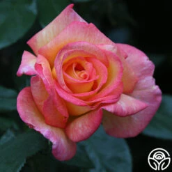 Sheila's Perfume 22 Sheila's Perfume -FloraFinesse Shop Sheila s Perfume 23