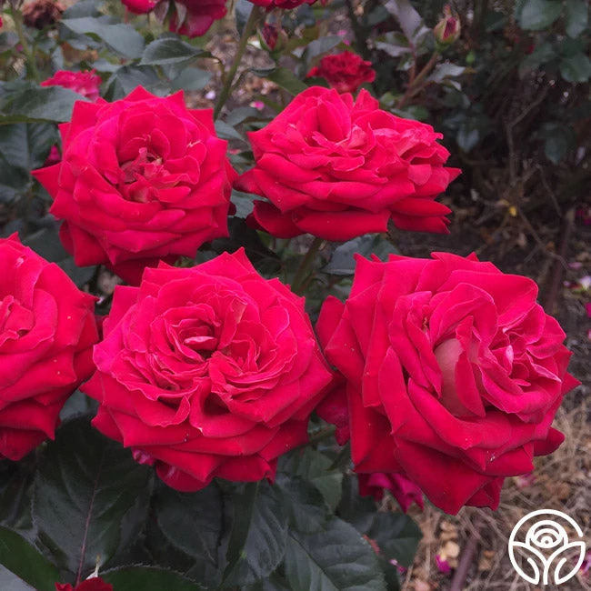 Smart & Sassy 2 Smart & Sassy - Image 2