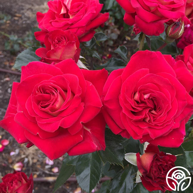 Smart & Sassy 4 Smart & Sassy - Image 4