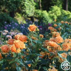 Sunbelt® South Africa® -FloraFinesse Shop South Africa 14