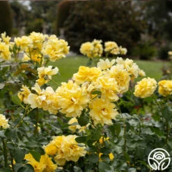 Sparkle & Shine™ -FloraFinesse Shop Sparkle Shine 01