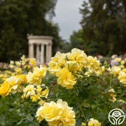 Sparkle & Shine™ -FloraFinesse Shop Sparkle Shine 03