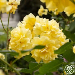 Sparkle & Shine™ -FloraFinesse Shop Sparkle Shine 04