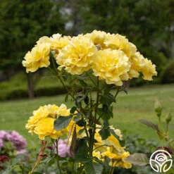 Sparkle & Shine™ -FloraFinesse Shop Sparkle Shine 05