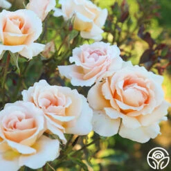 Special Occasion 15 Special Occasion -FloraFinesse Shop Special Occasion 10