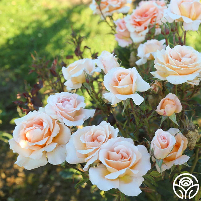 Special Occasion 2 Special Occasion - Image 2