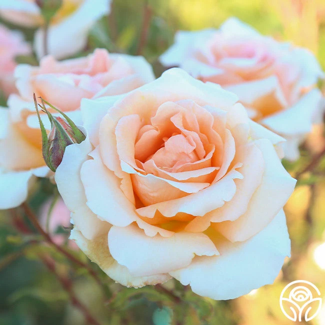 Special Occasion 1 Special Occasion