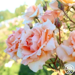 Special Occasion 13 Special Occasion -FloraFinesse Shop Special Occasion 04