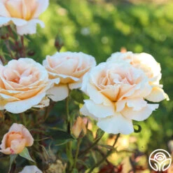 Special Occasion 16 Special Occasion -FloraFinesse Shop Special Occasion 06