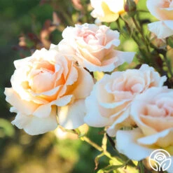 Special Occasion 17 Special Occasion -FloraFinesse Shop Special Occasion 6