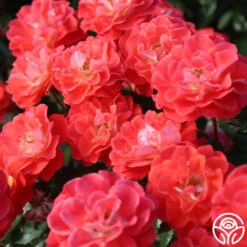 Spirit Abundance™ -FloraFinesse Shop Spirit Abundance 11