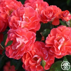 Spirit Abundance™ -FloraFinesse Shop Spirit Abundance 14