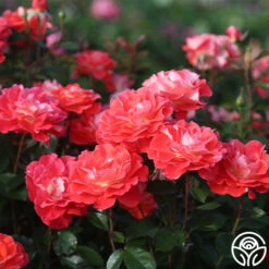 Spirit Abundance™ -FloraFinesse Shop Spirit Abundance 15