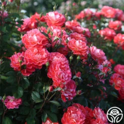 Spirit Abundance™ -FloraFinesse Shop Spirit Abundance 16