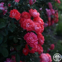 Spirit Abundance™ -FloraFinesse Shop Spirit Abundance 17