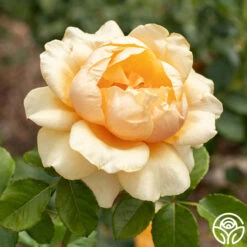 St. Tropez -FloraFinesse Shop St Tropez 04