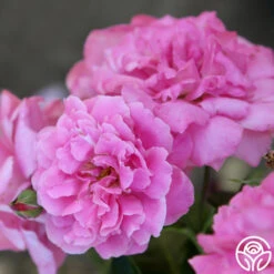 St. Elisabeth Of Hungary 13 St. Elisabeth Of Hungary -FloraFinesse Shop St. Elisabeht of Hungry 22