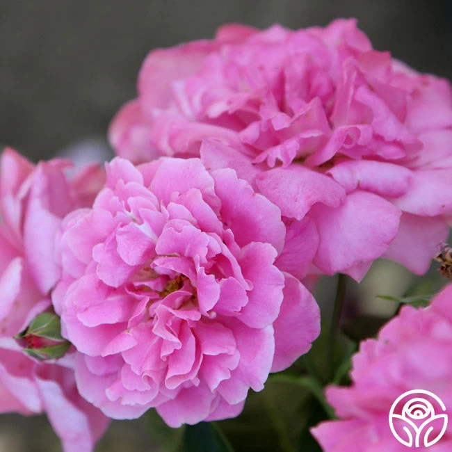 St. Elisabeth Of Hungary 6 St. Elisabeth Of Hungary - Image 6