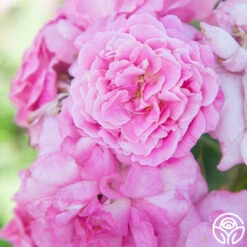 St. Elisabeth Of Hungary 11 St. Elisabeth Of Hungary -FloraFinesse Shop St. Elisabeth Of Hungry 01