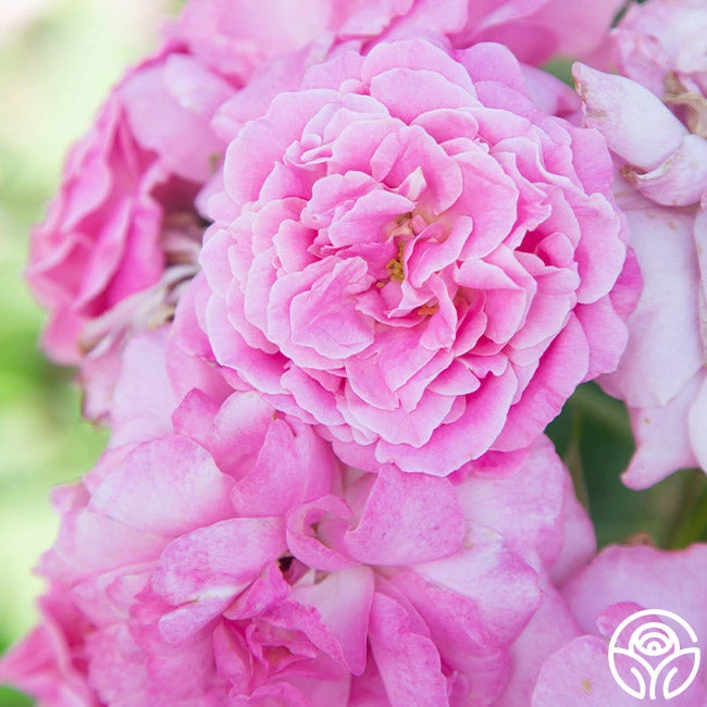 St. Elisabeth Of Hungary 4 St. Elisabeth Of Hungary - Image 4