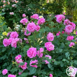 St. Elisabeth Of Hungary 10 St. Elisabeth Of Hungary -FloraFinesse Shop St. Elisabeth of Hungry 11