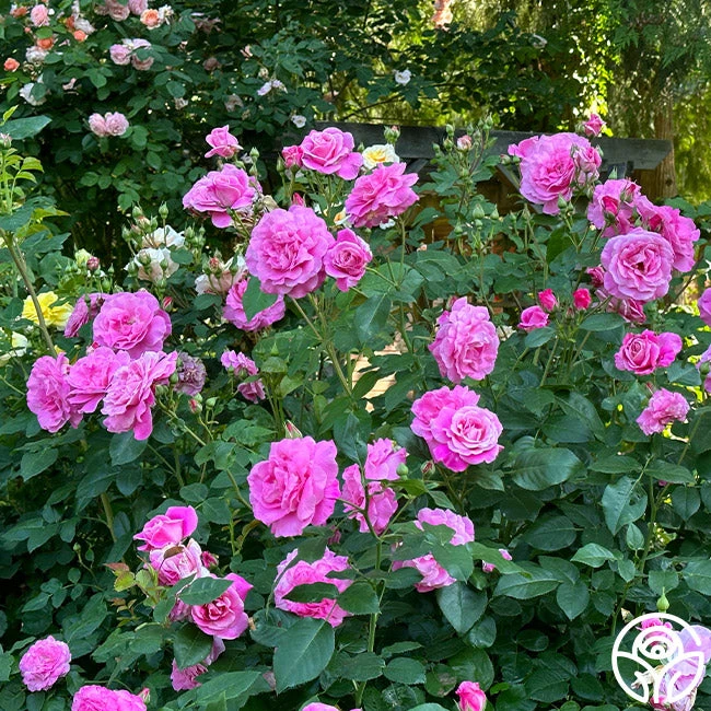 St. Elisabeth Of Hungary 3 St. Elisabeth Of Hungary - Image 3