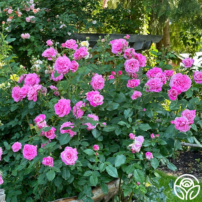 St. Elisabeth Of Hungary 2 St. Elisabeth Of Hungary - Image 2