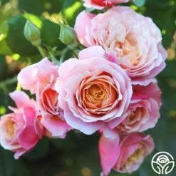 State Of Grace™ -FloraFinesse Shop State of Grace 012