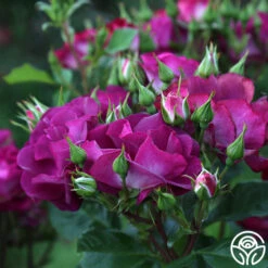 Sultry Sangria™ -FloraFinesse Shop Sultry Sangria 11