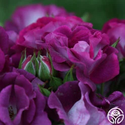 Sultry Sangria™ -FloraFinesse Shop Sultry Sangria 12