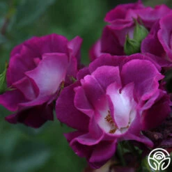 Sultry Sangria™ -FloraFinesse Shop Sultry Sangria 13