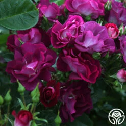 Sultry Sangria™ -FloraFinesse Shop Sultry Sangria 15