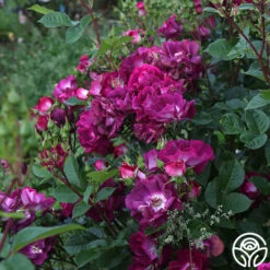 Sultry Sangria™ -FloraFinesse Shop Sultry Sangria 17