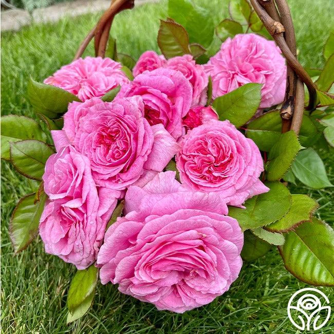 Parfuma® Summer Romance 6 Parfuma® Summer Romance - Image 6