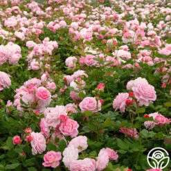 Parfuma® Summer Romance 26 Parfuma® Summer Romance -FloraFinesse Shop Summer Romance 11