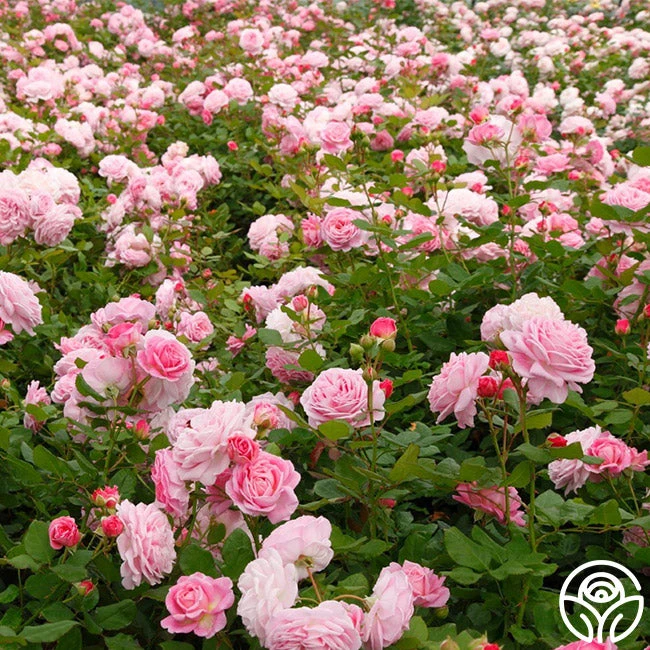 Parfuma® Summer Romance 13 Parfuma® Summer Romance - Image 13