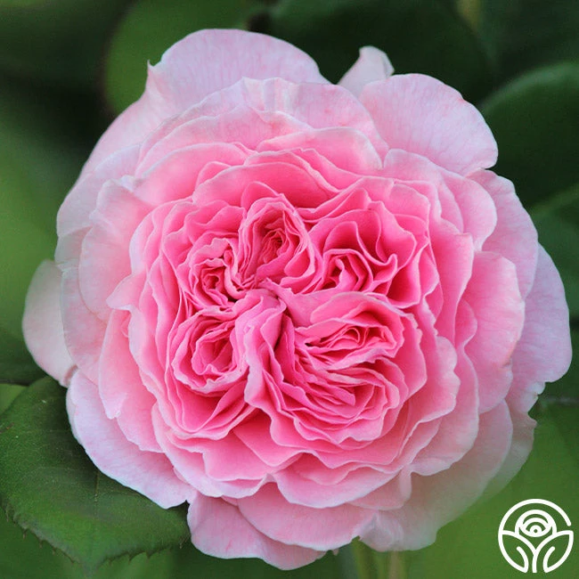 Parfuma® Summer Romance 7 Parfuma® Summer Romance - Image 7