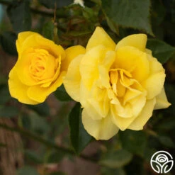 Sun Flare -FloraFinesse Shop Sun Flare 11