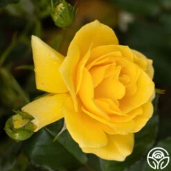 Sun Flare -FloraFinesse Shop Sun Flare 12