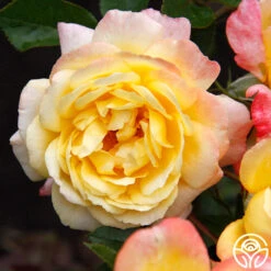 Sunny Abundance -FloraFinesse Shop Sunny Abundance 11