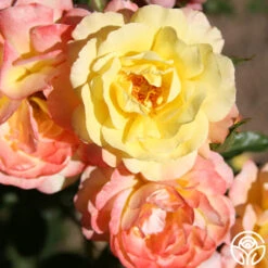 Sunny Abundance -FloraFinesse Shop Sunny Abundance 12