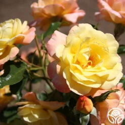 Sunny Abundance -FloraFinesse Shop Sunny Abundance 13