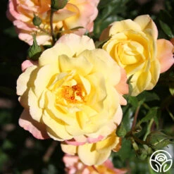 Sunny Abundance -FloraFinesse Shop Sunny Abundance 15