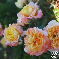 Sunny Abundance -FloraFinesse Shop Sunny Abundance 24