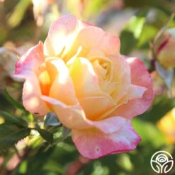 Sunny Abundance -FloraFinesse Shop Sunny Abundance 25