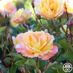 Sunny Abundance -FloraFinesse Shop Sunny Abundance 28