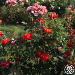 Sunrise At Heirloom™ -FloraFinesse Shop Sunrise At Heirloom 1