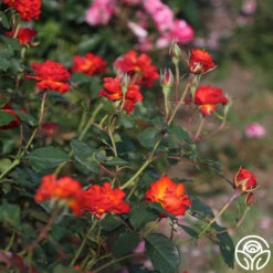 Sunrise At Heirloom™ -FloraFinesse Shop Sunrise At Heirloom 11