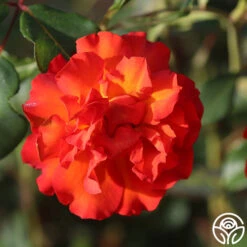 Sunrise At Heirloom™ -FloraFinesse Shop Sunrise At Heirloom 12